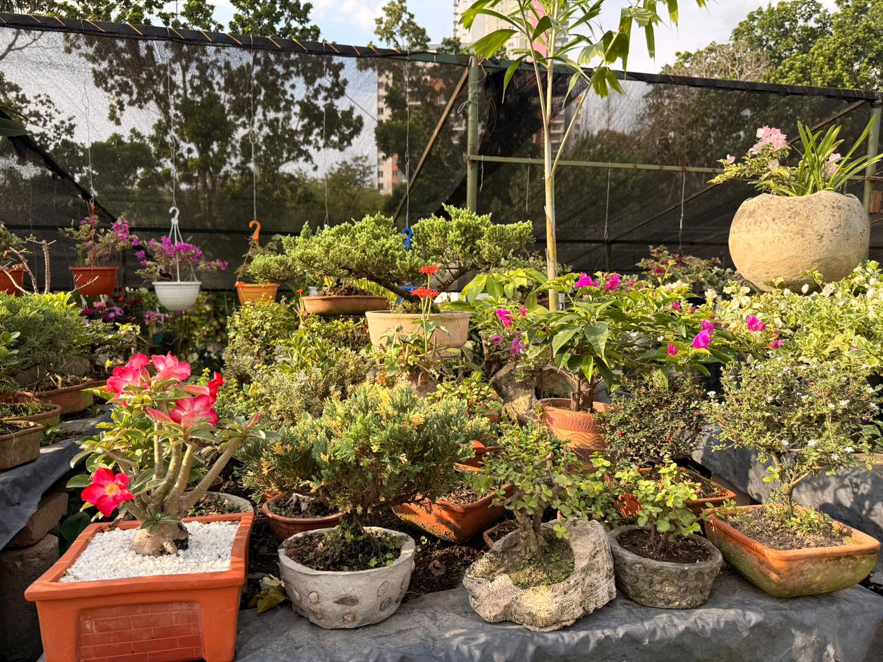 Bonsái y plantas decorativas