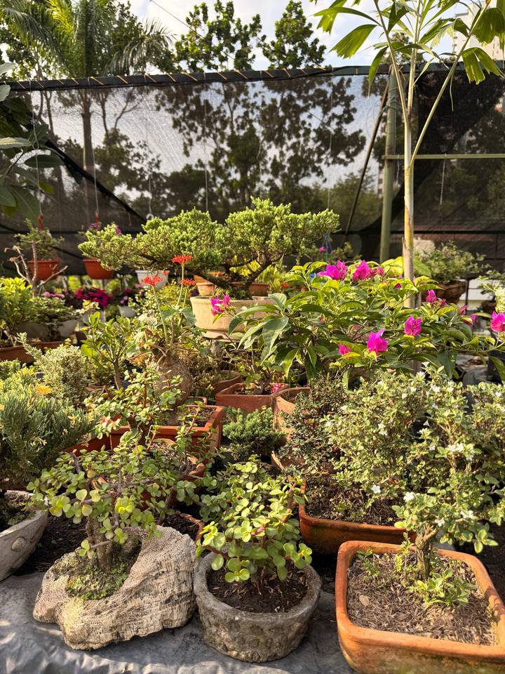 Bonsáis, veraneras y plantas ornamentales en materas de barro