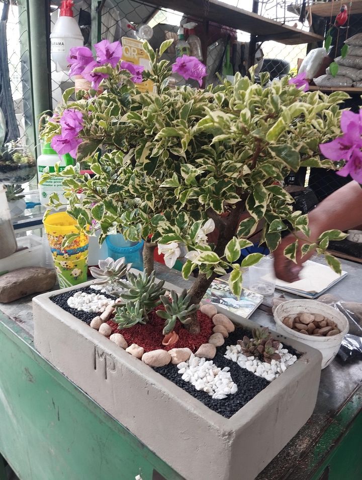 Buganvilla variegada estilo bonsái en matera de concreto con suculentas y piedras decorativas