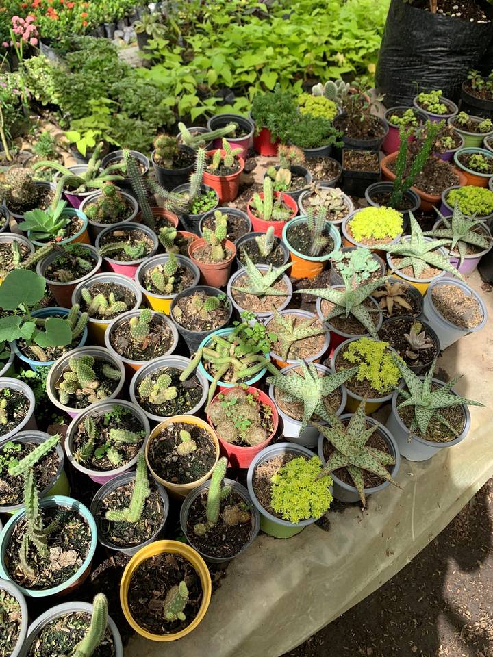 Cactus y suculentas en materas de colores
