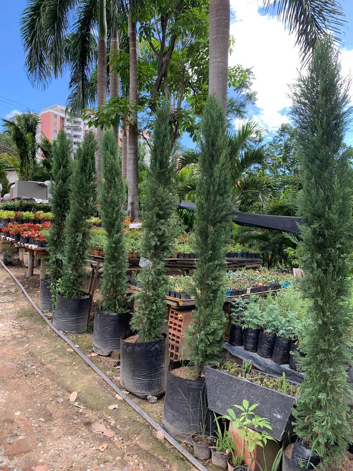Cipreses y palmas en el vivero, con mesas de plantas al fondo