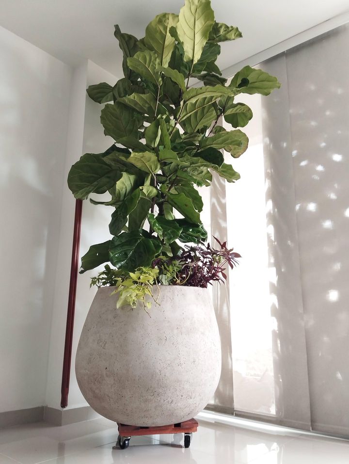 Ficus lirata grande en matera de concreto con plantas colgantes en la base
