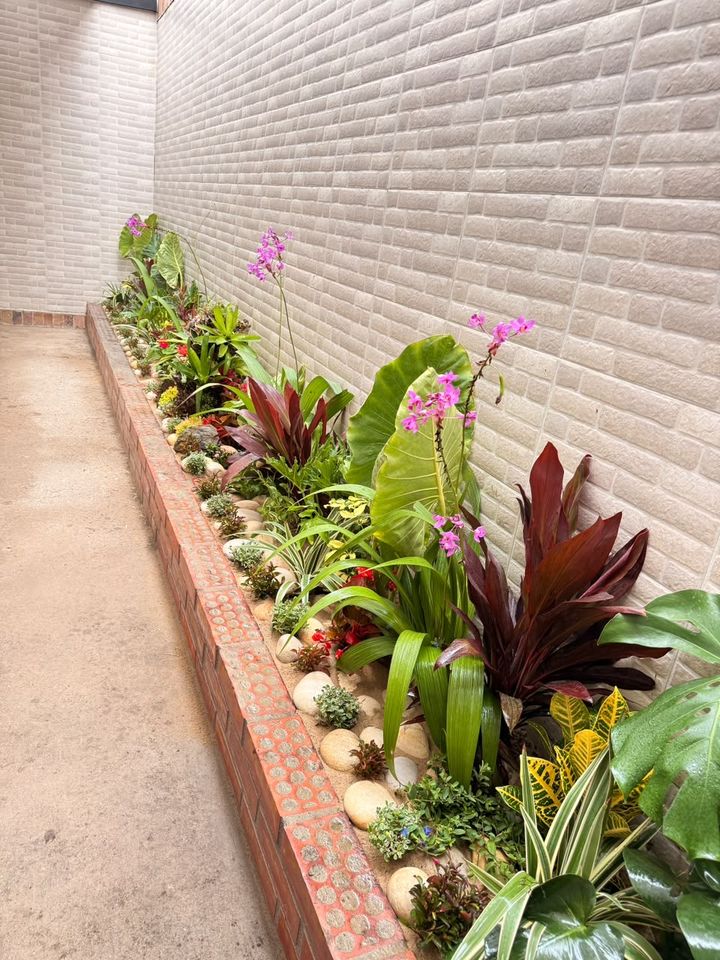 Jardinera larga junto a un muro con orquídeas moradas, cordilines, crotos y piedras de río