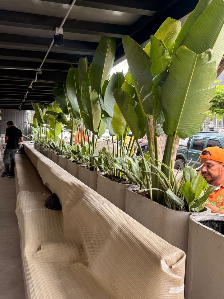 Jardineras lineales de concreto sembradas con aves del paraíso y plantas de sombra