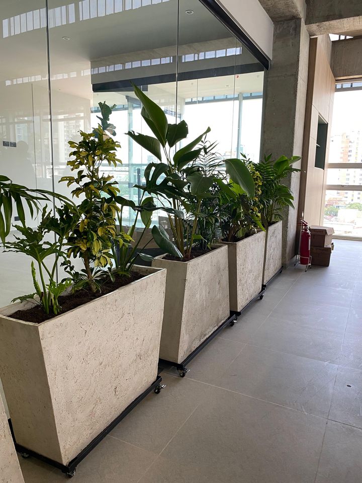 Materas de concreto con ruedas y plantas tropicales separando espacios en una oficina
