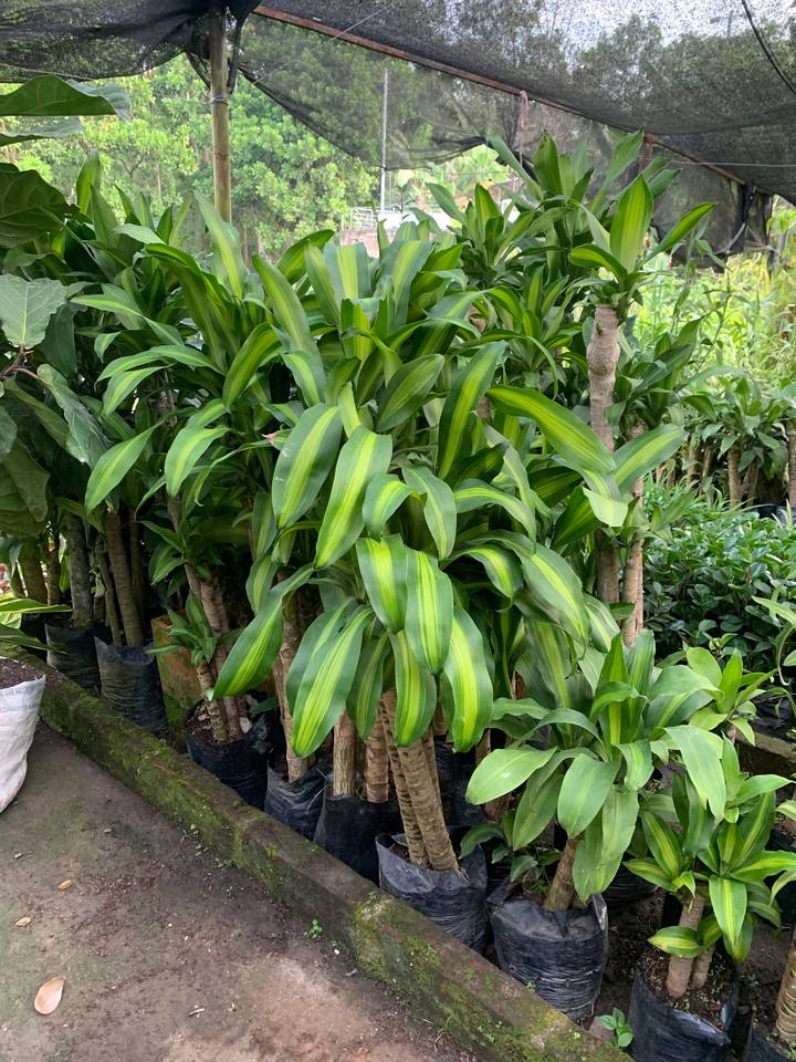 Palos de agua y plantas de interior bajo polisombra