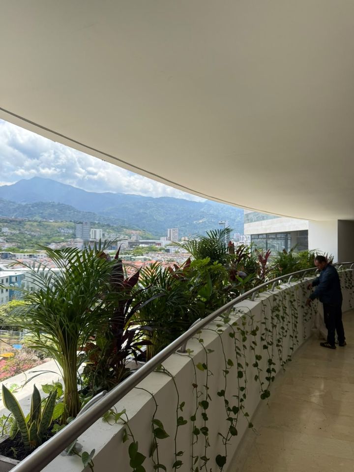 Jardinera curva en un edificio con palmas, cordilines y lengua de suegra, mientras nuestro jardinero hace mantenimiento