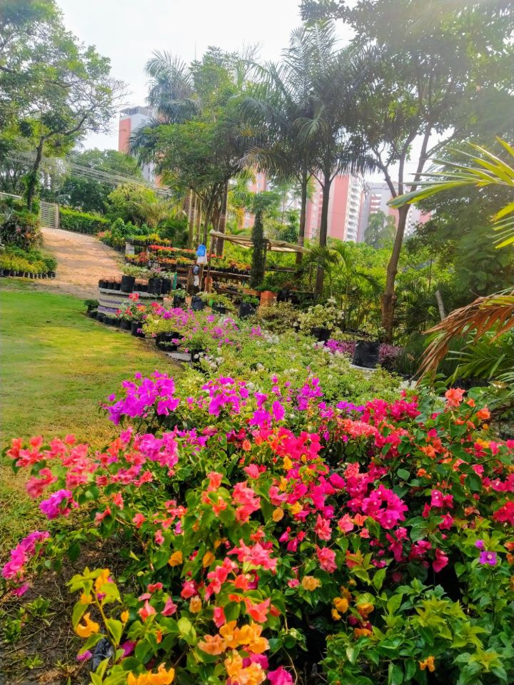 Veraneras fucsia y naranja en flor en los jardines del vivero